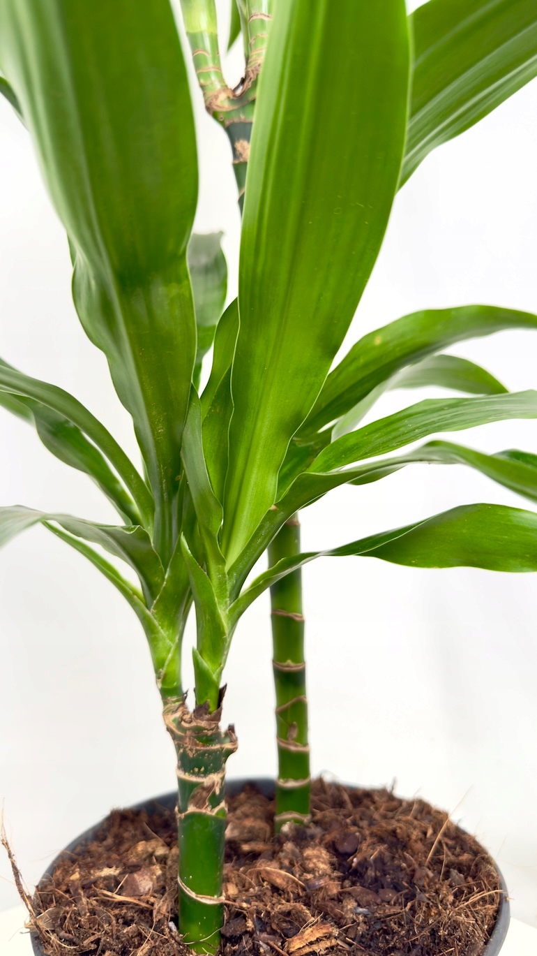 Dracaena fragrans Janet Craig 19/100 cm