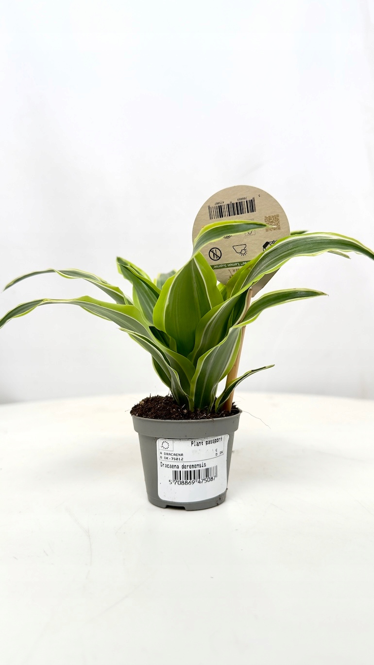 Dracena Lemon Surprise 6/10 cm