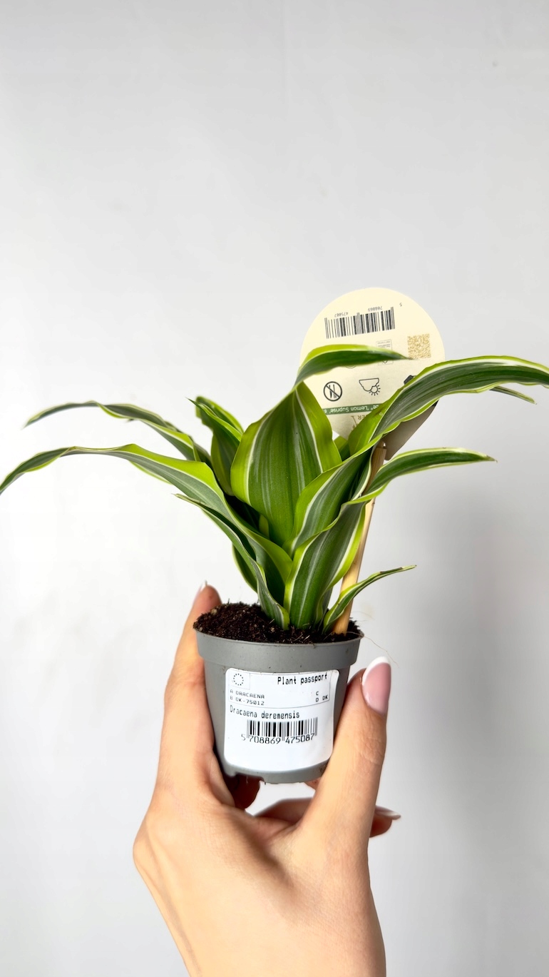 Dracena Lemon Surprise 6/10 cm