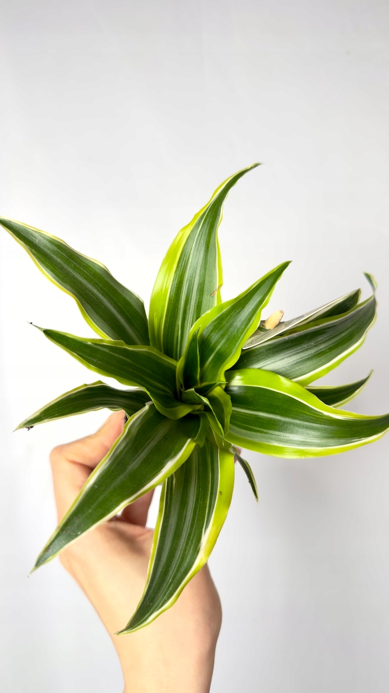 Dracena Lemon Surprise 6/10 cm