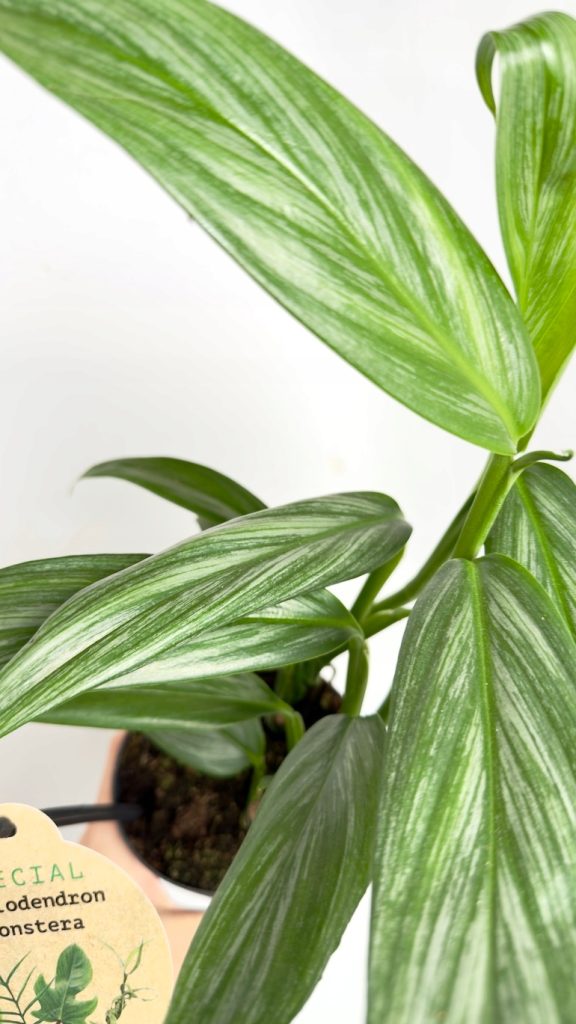 Epipremnum Amplissimum Silver Stripe | Sadzonka cięta