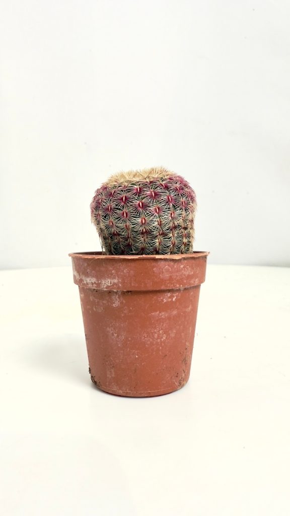 Echinocereus Rubrispinus