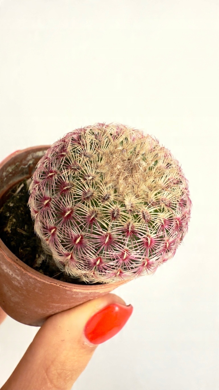 Echinocereus Rubrispinus