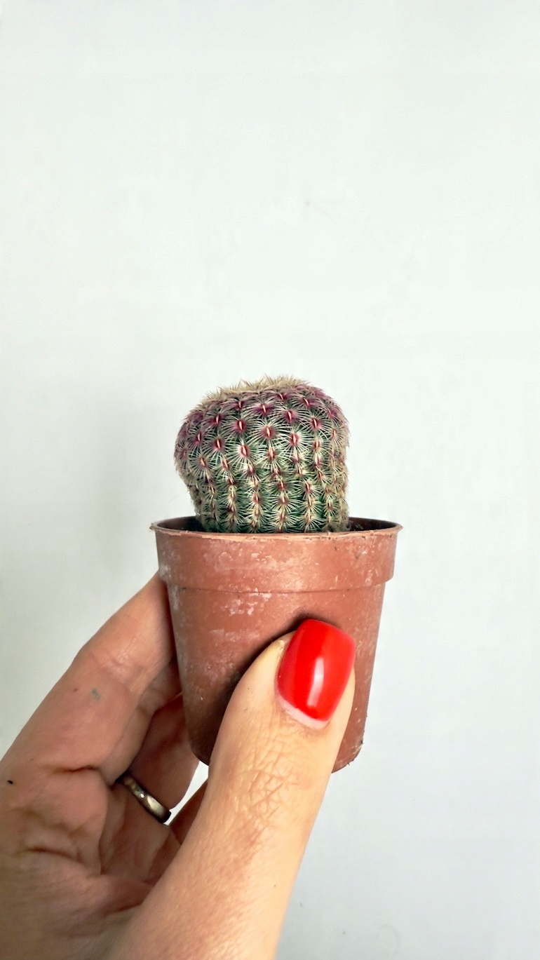 Echinocereus Rubrispinus