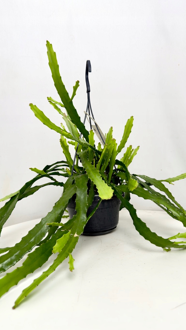 Epiphyllum Dietmar Paetz 12/30cm