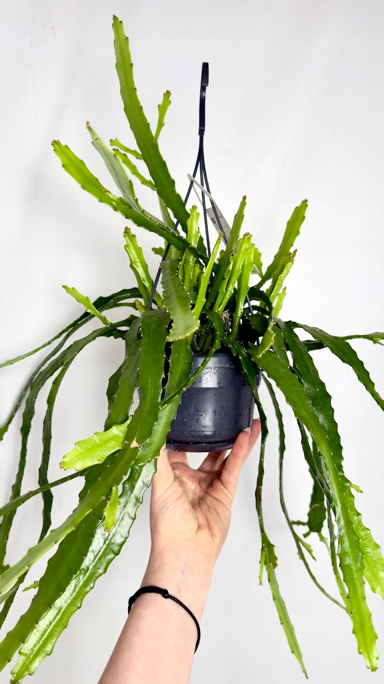 Epiphyllum Dietmar Paetz 12/30cm