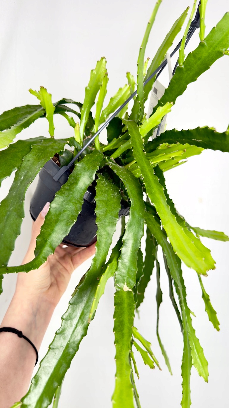 Epiphyllum Dietmar Paetz 12/30cm