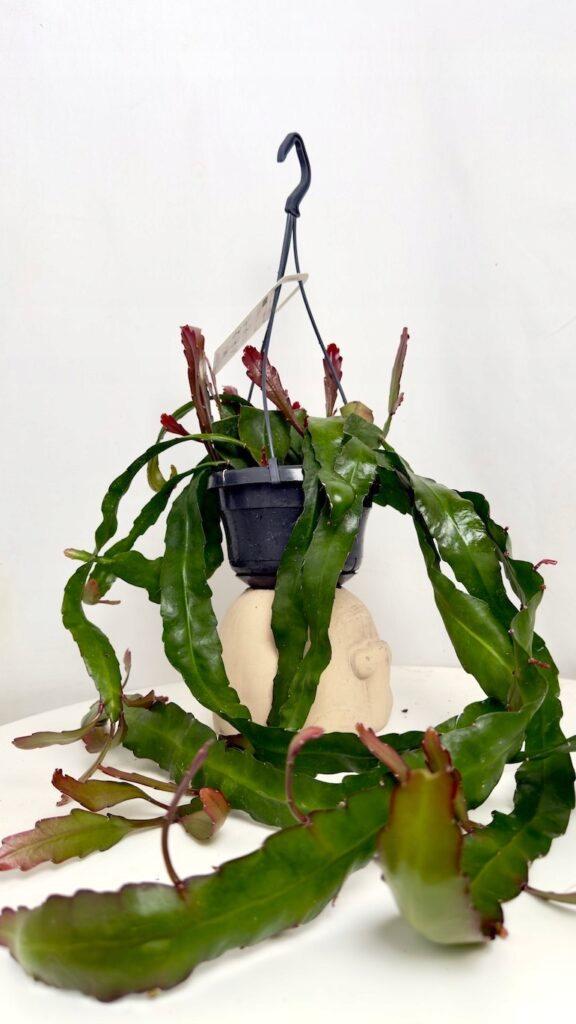 Epiphyllum Leon Herrick kaktus epifityczny o długich zwisających pędach do makramy