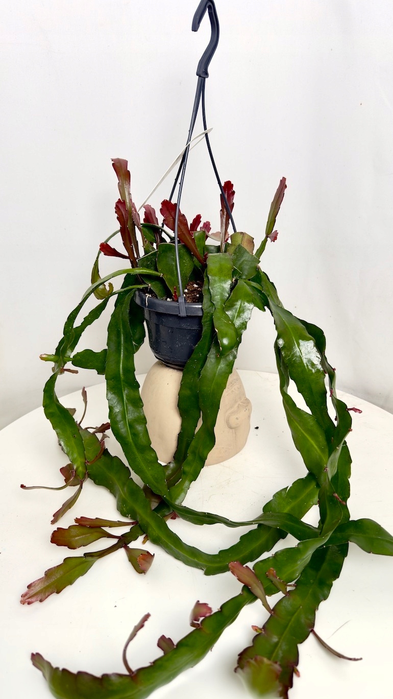 Epiphyllum Leon Herrick 14/45 cm