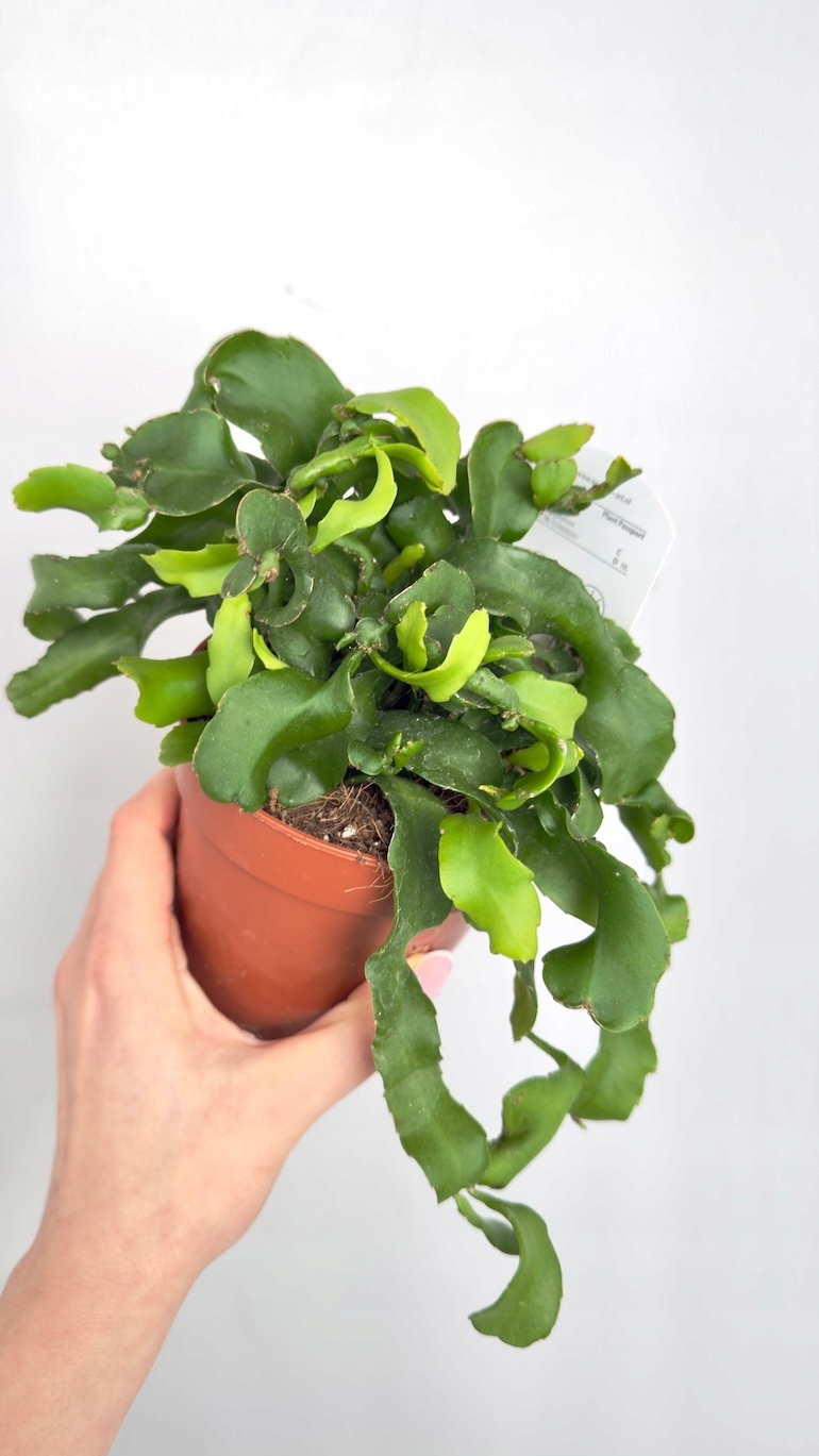 Epiphyllum Monstrose