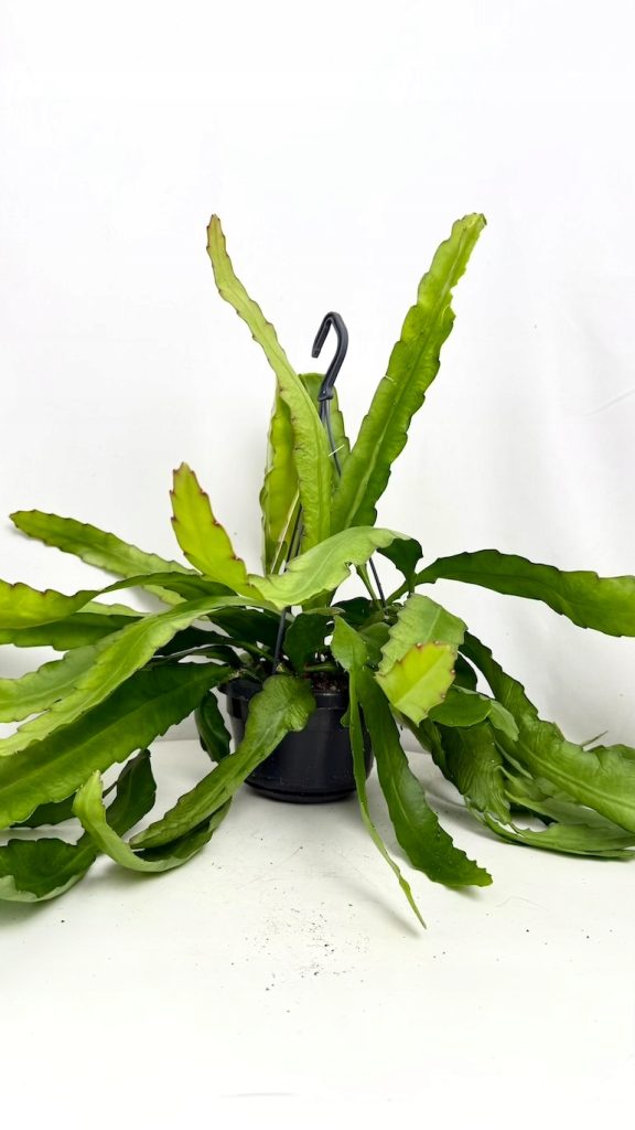 Epiphyllum Overig 14/85 cm – kaktus epifityczny o długich, falujących pędach w doniczce, do wiszących aranżacji.