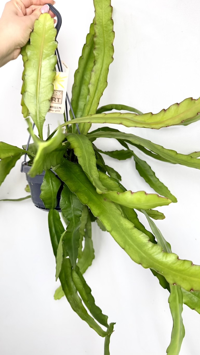 Epiphyllum Overig 14/85 cm