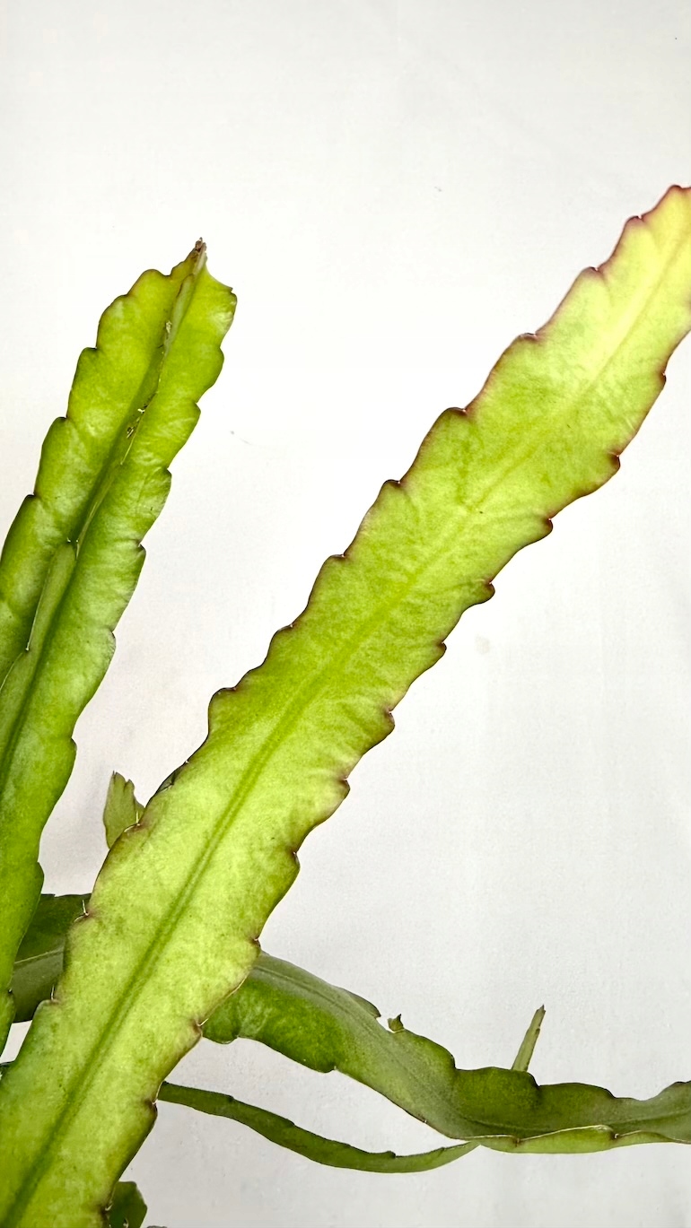 Epiphyllum Overig 14/85 cm