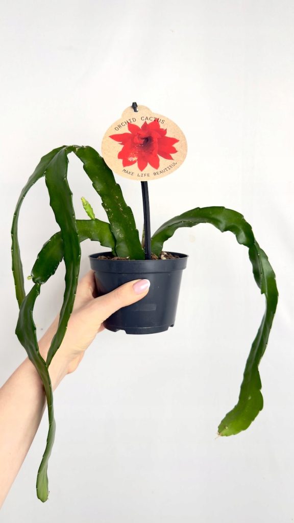 Epiphyllum Red Orchid 12/30 cm – kaktus epifityczny o płaskich, falujących pędach w doniczce, do wiszących aranżacji w jasnych wnętrzach.