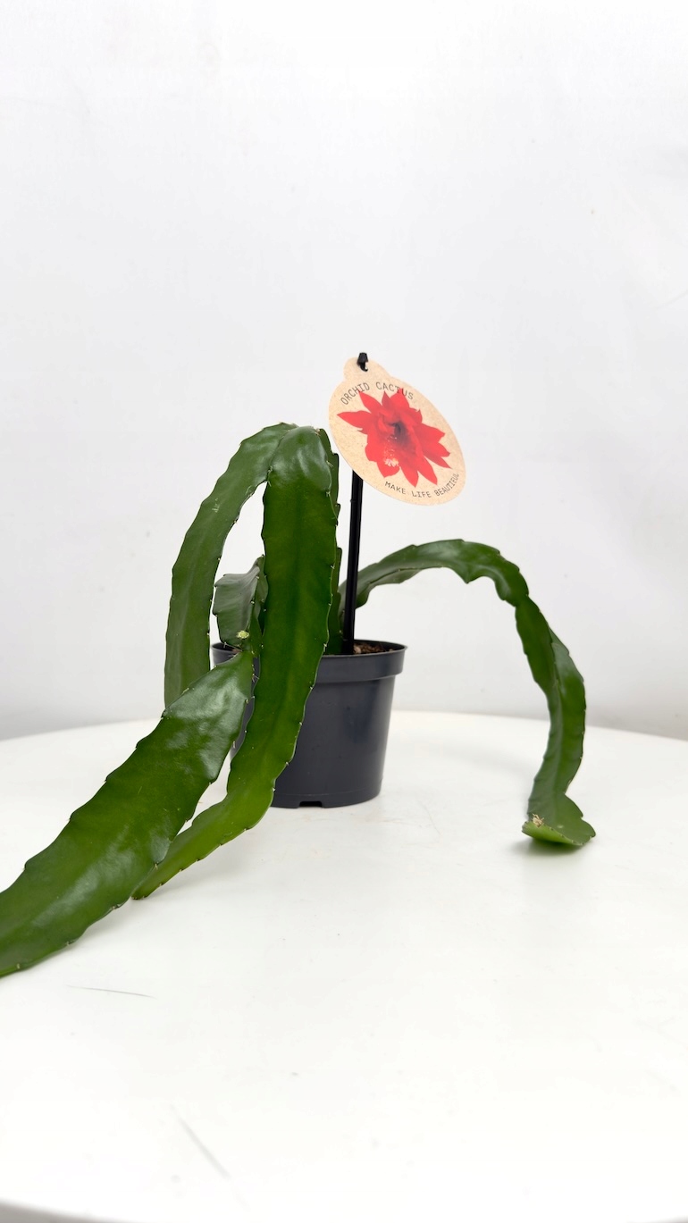 Epiphyllum Red Orchid 12/30 cm
