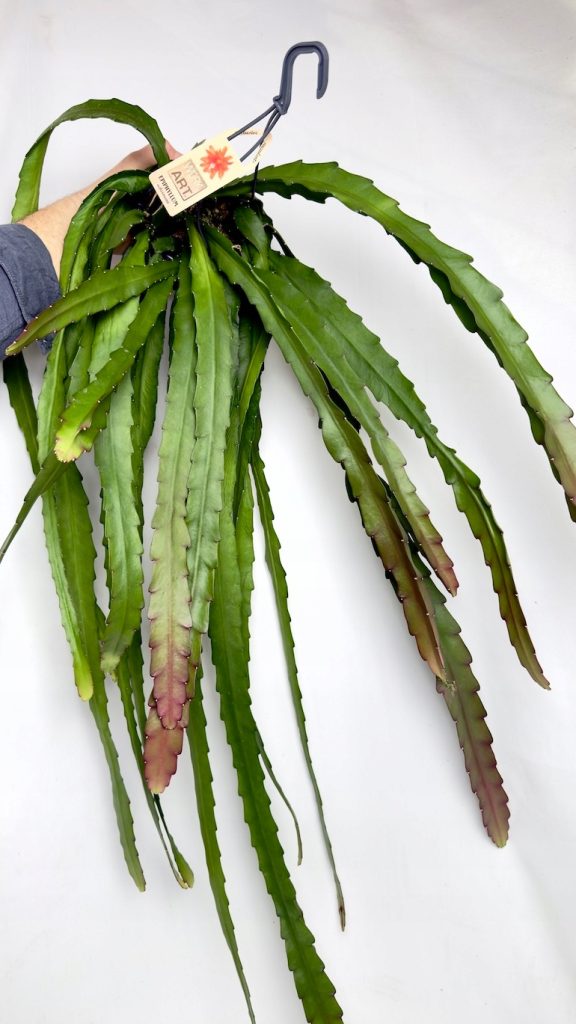Epiphyllum Red Tip w doniczce, zwisające pędy z czerwonymi końcówkami, dekoracyjny kaktus do wnętrz