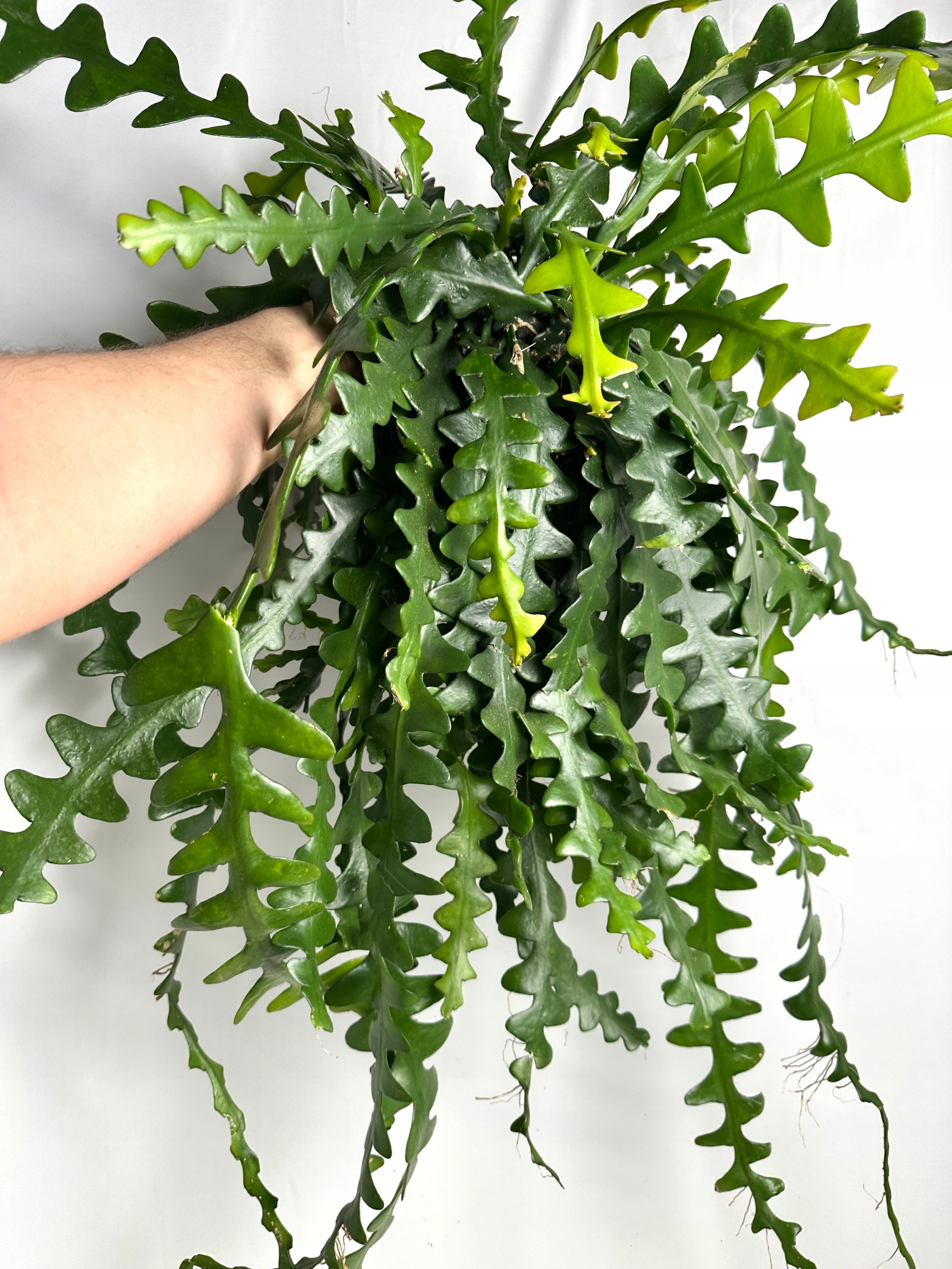 Epiphyllum anguliger