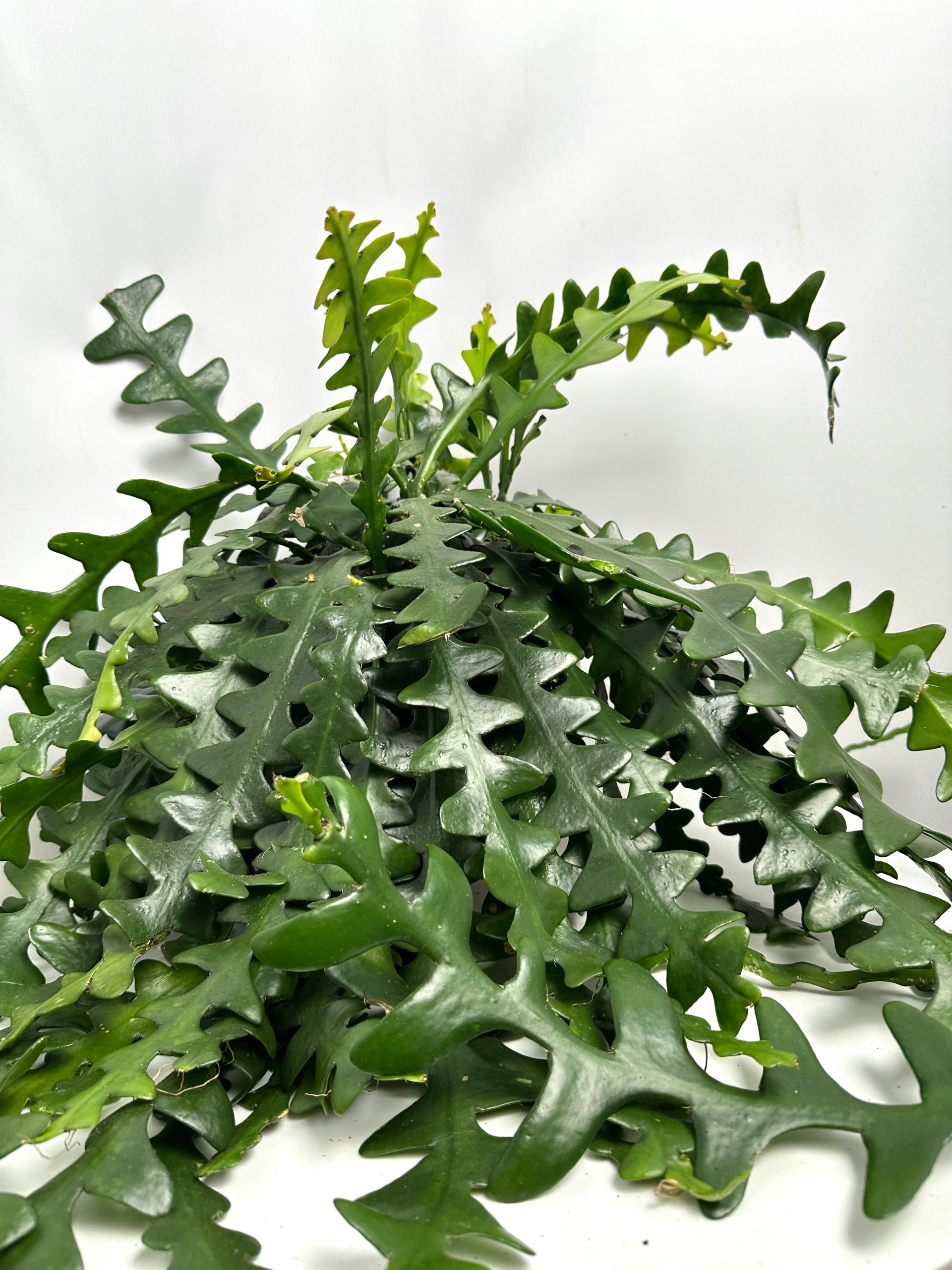 Epiphyllum anguliger