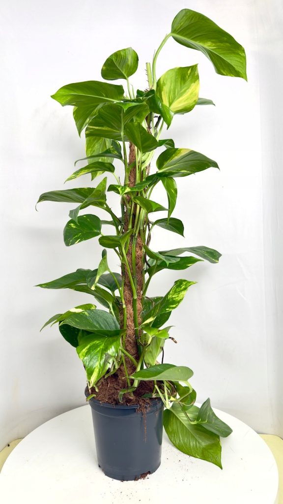 Epipremnum Aureum na paliku, pnącze o sercowatych zielono-żółtych liściach, roślina do wnętrz prowadzona pionowo