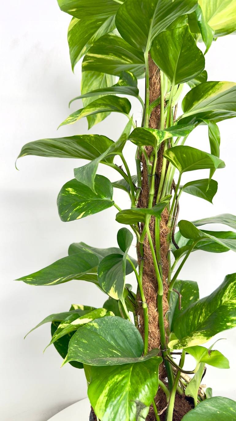 Epipremnum Aureum na paliku