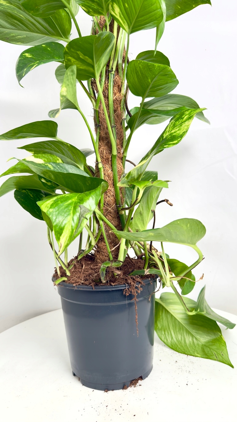 Epipremnum Aureum na paliku