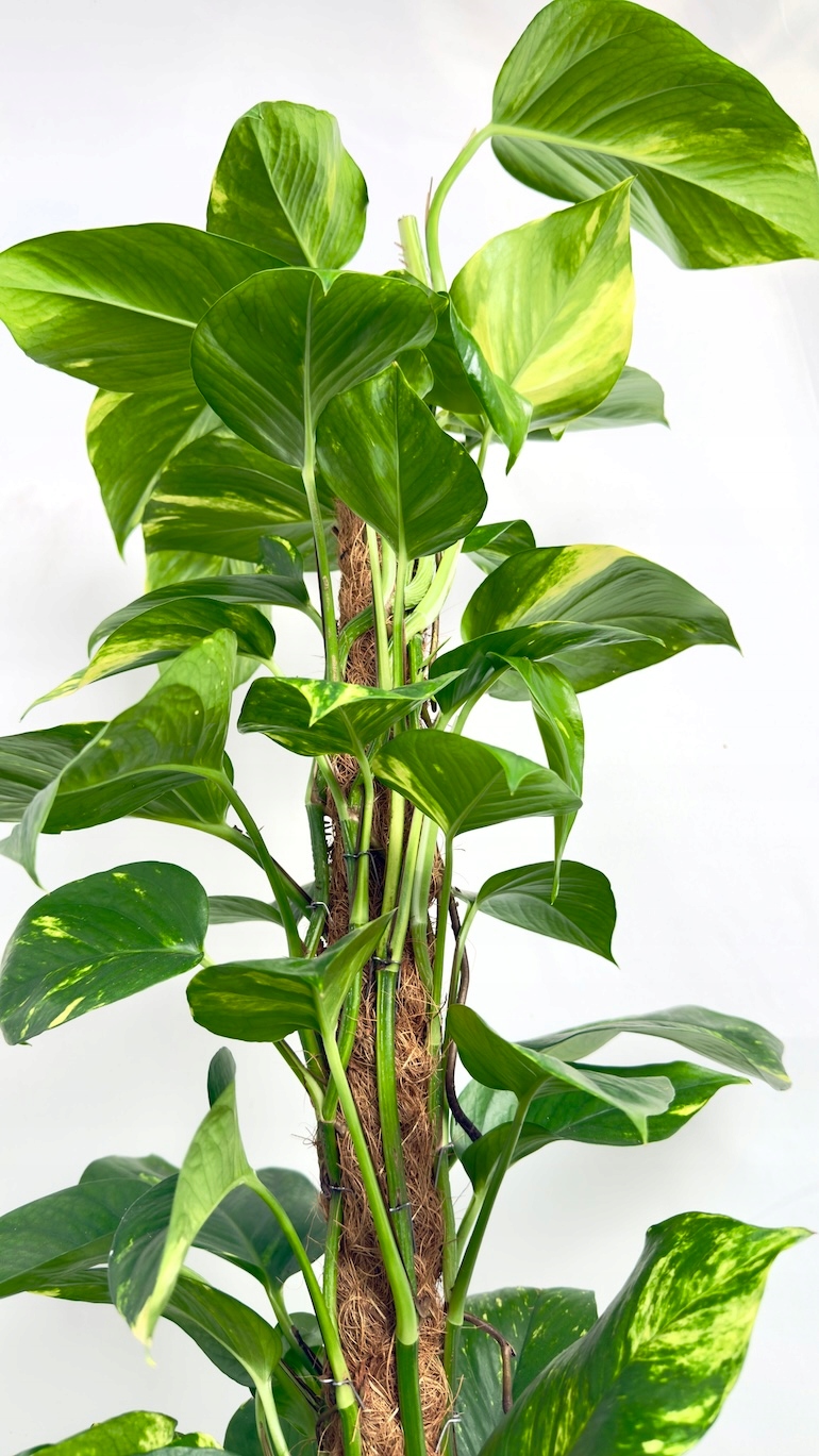 Epipremnum Aureum na paliku