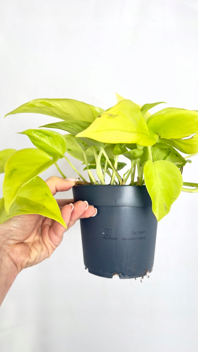 Epipremnum Champs Elysees