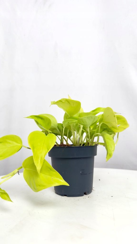 Epipremnum Champs Elysees