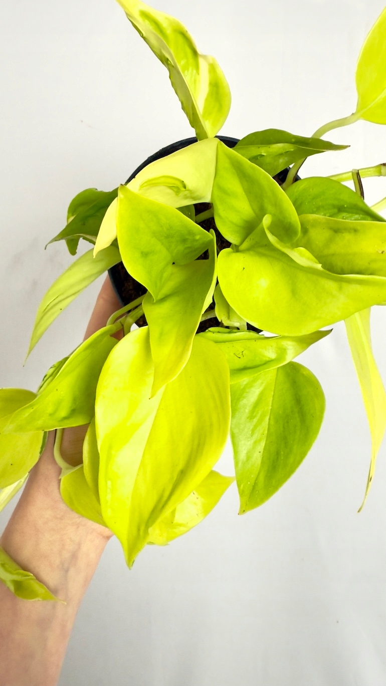 Epipremnum Champs Elysees