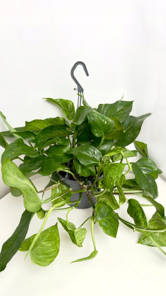 Epipremnum Marble Green 15-45 cm roślina pnąca o marmurkowych liściach