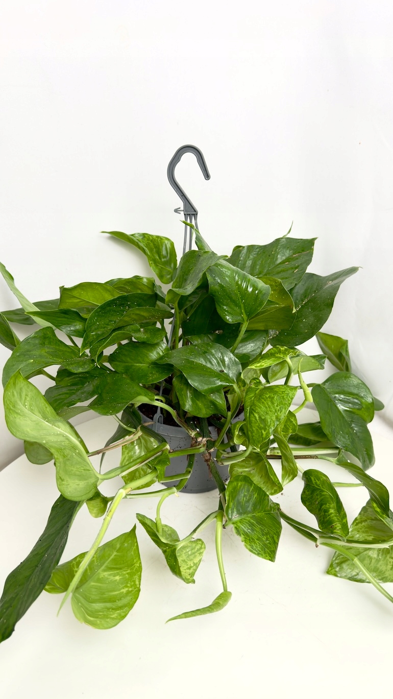 Epipremnum Marble Green 15/45 cm