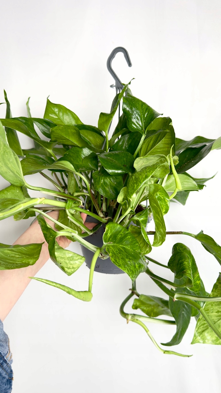 Epipremnum Marble Green 15/45 cm