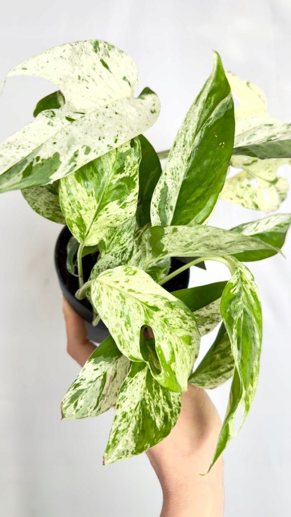 Epipremnum Marble Variegata