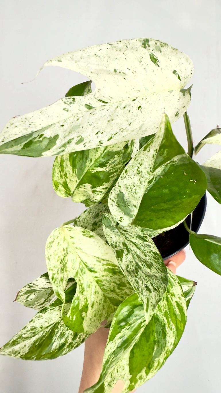 Epipremnum Marble Variegata