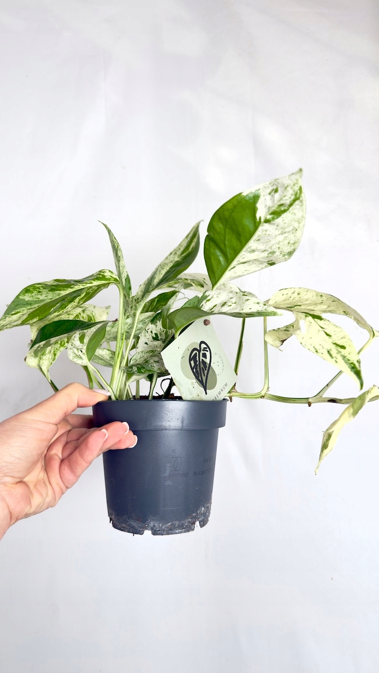 Epipremnum Marble Variegata