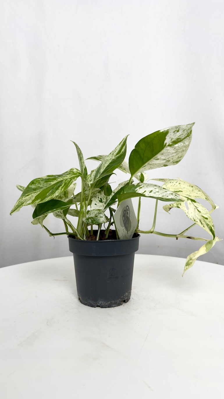 Epipremnum Marble Variegata