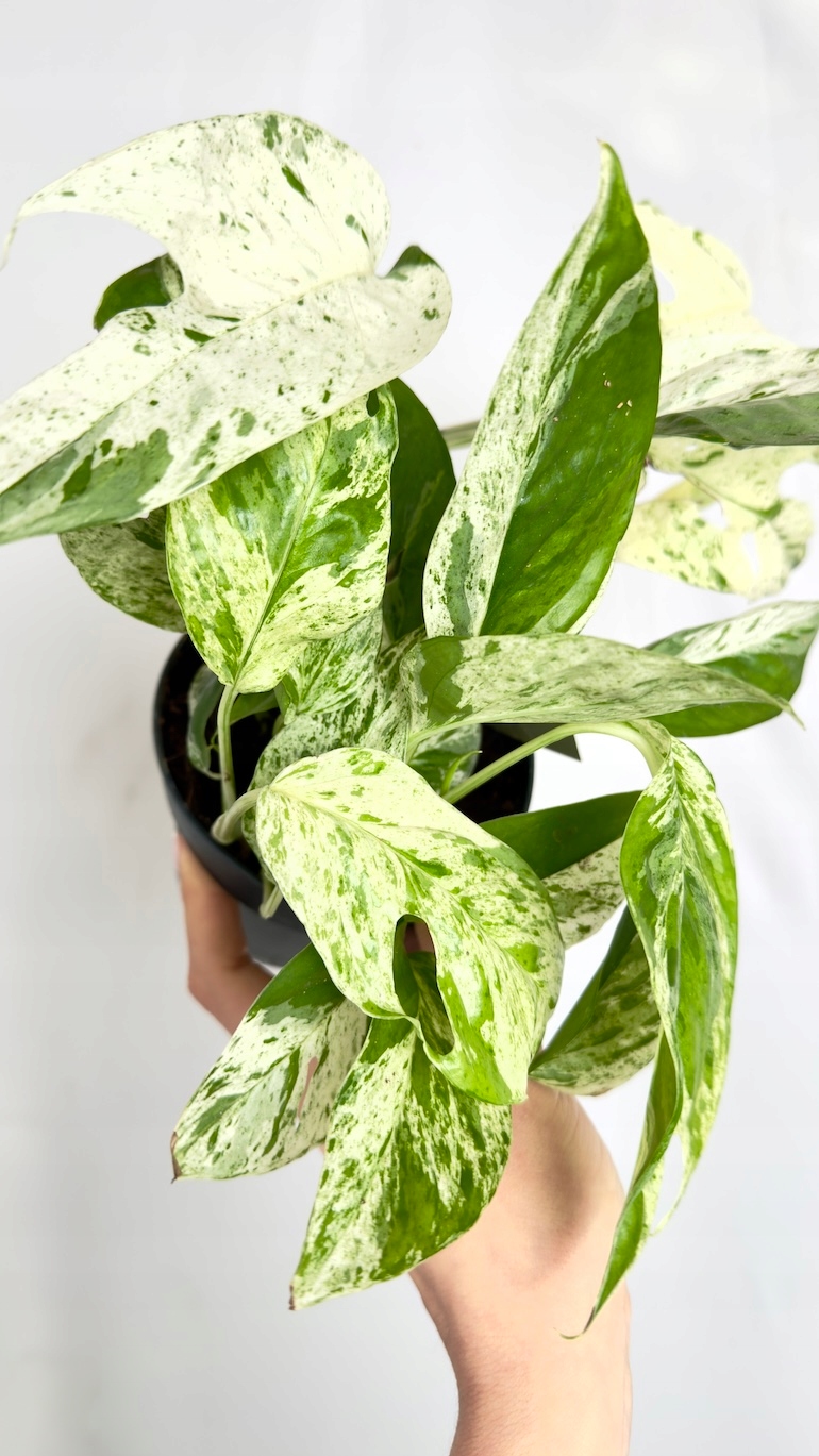 Epipremnum Marble Variegata
