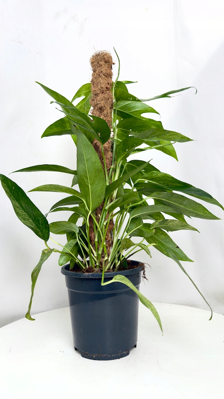 Epipremnum Pin. Baltic Blue Mint Variegata