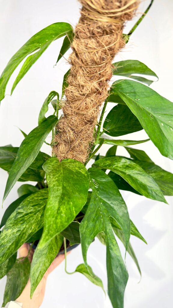 Epipremnum Pinnatum Baltic Blue Mint Variegata w doniczce 17 cm z miętową wariegacją liści