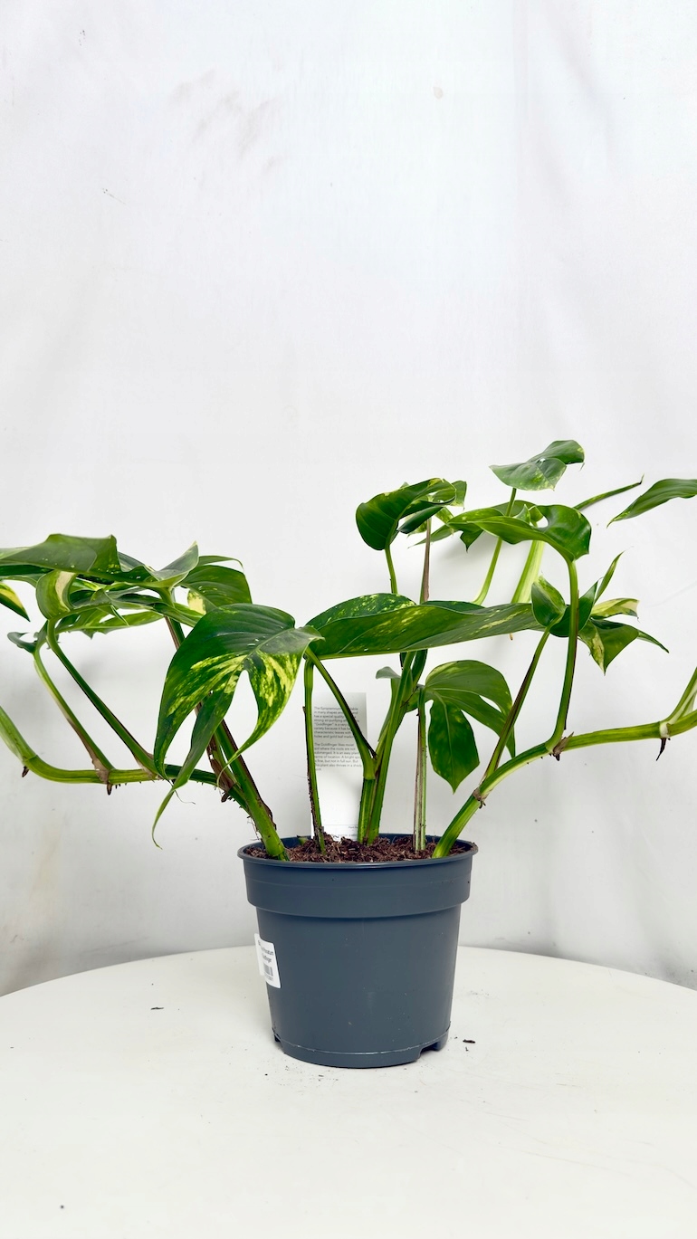 Epipremnum Pinnatum Wintho Goldfinger