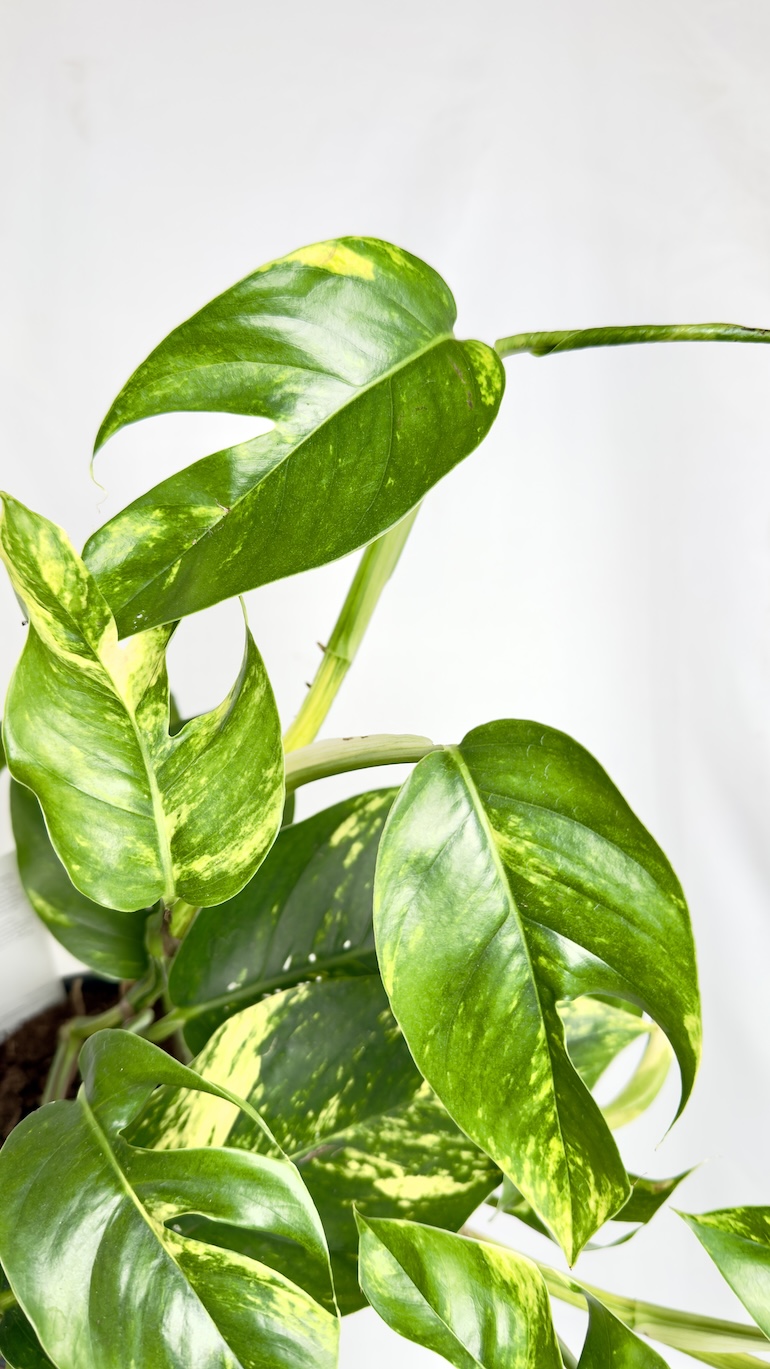 Epipremnum Pinnatum Wintho Goldfinger