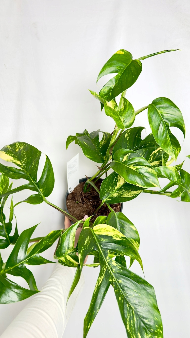 Epipremnum Pinnatum Wintho Goldfinger