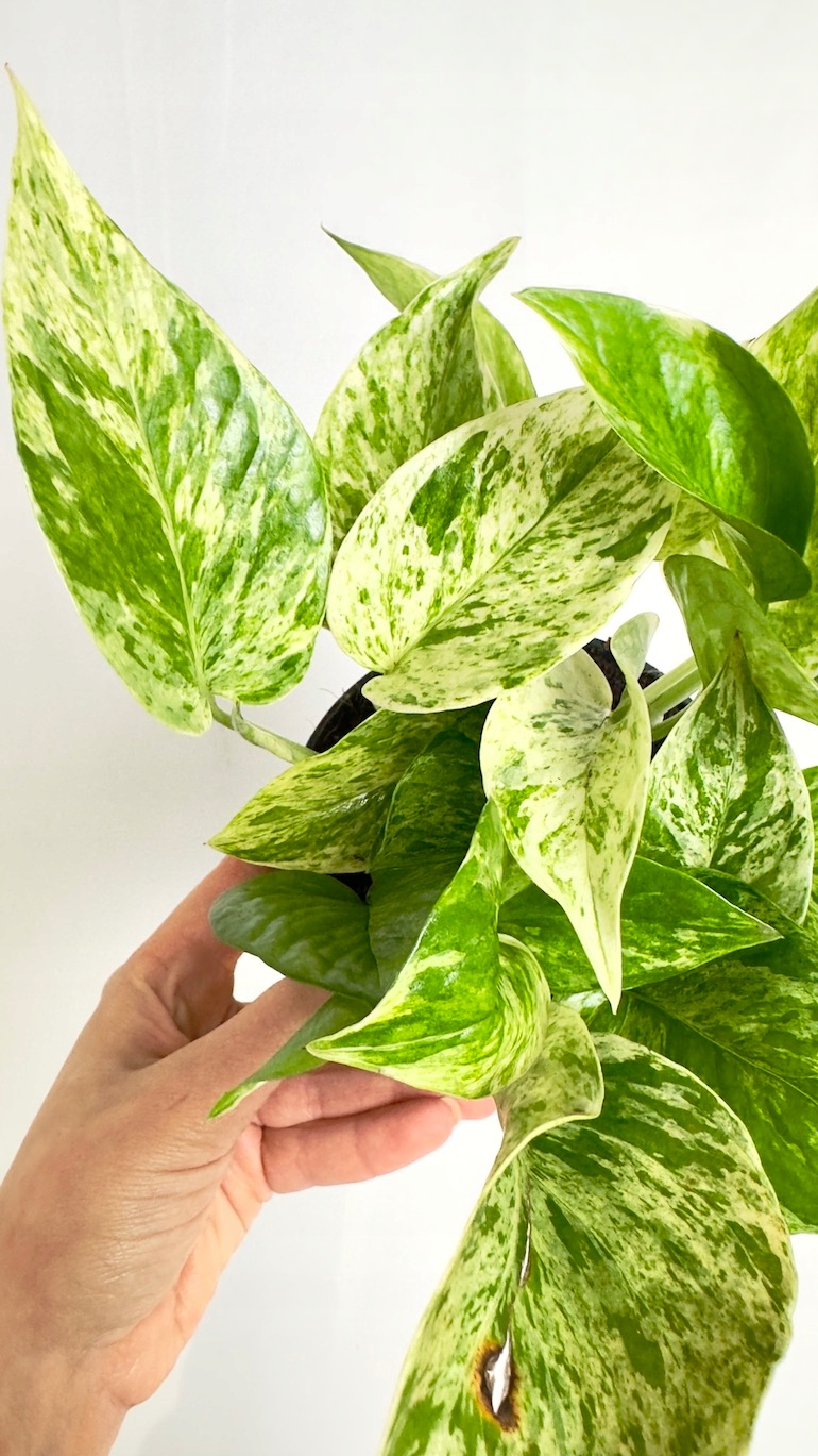 Epipremnum Marble Queen