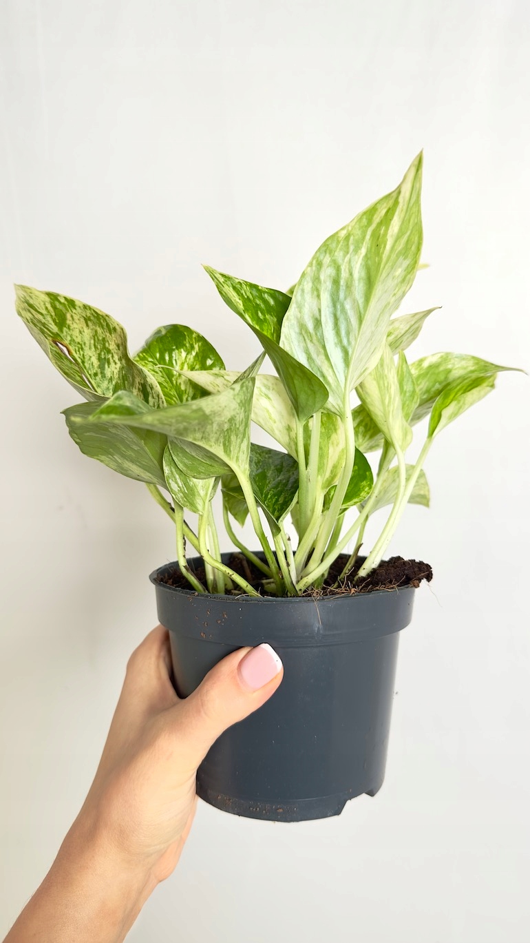 Epipremnum Marble Queen