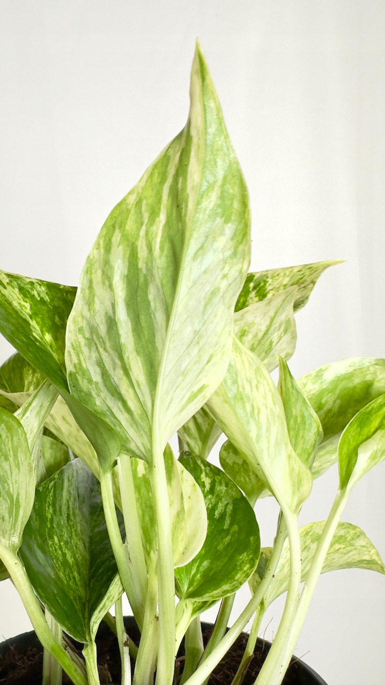 Epipremnum Marble Queen