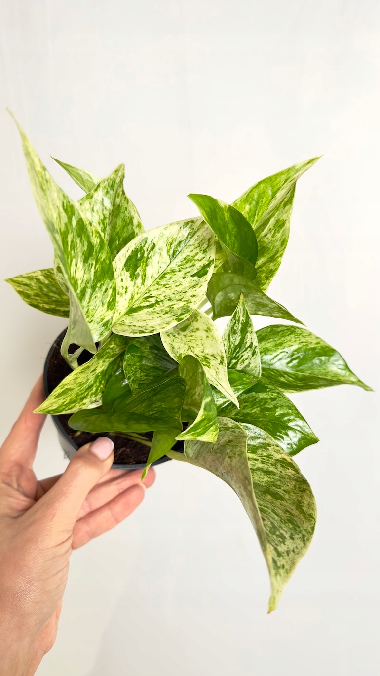 Epipremnum Marble Queen