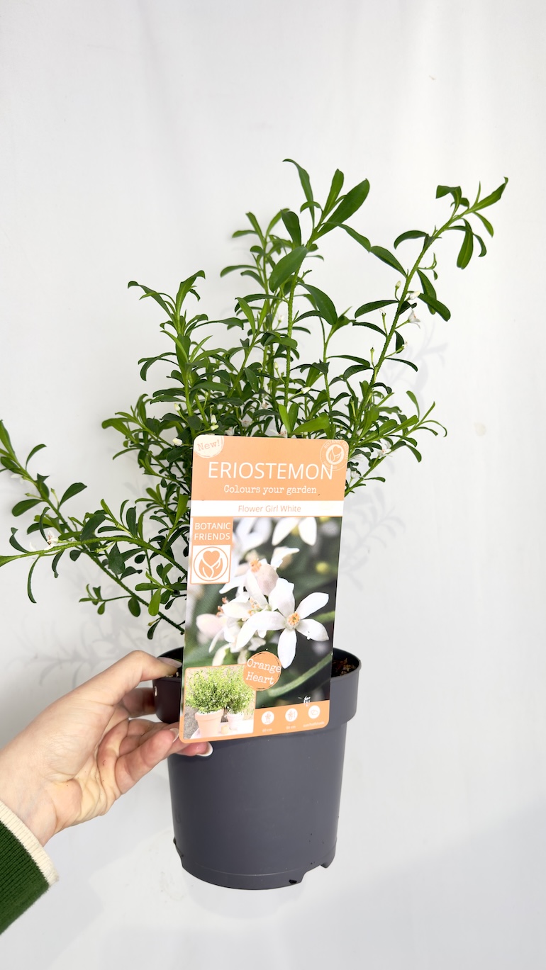 Eriostemon Flower Girl White