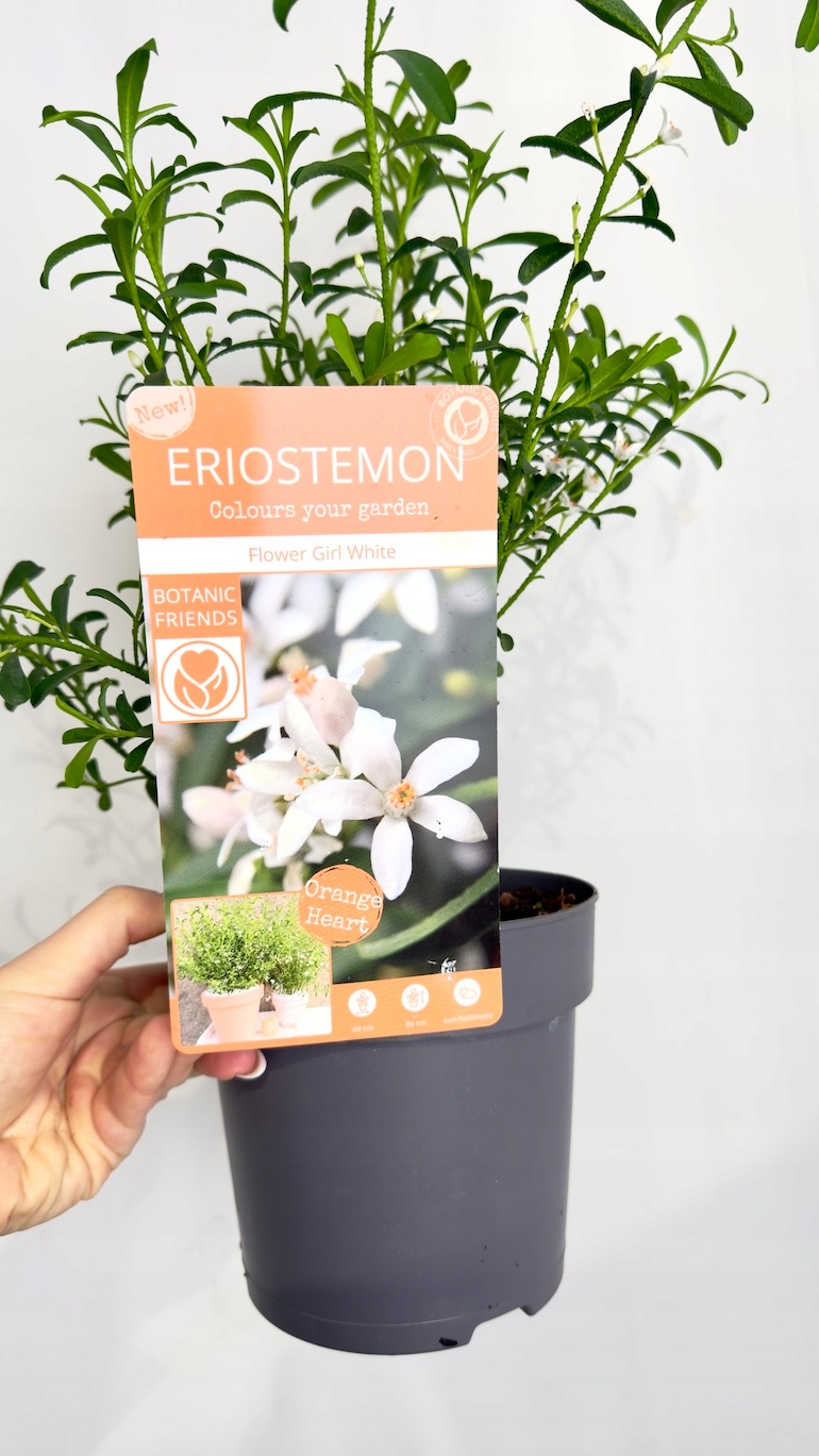 Eriostemon Flower Girl White