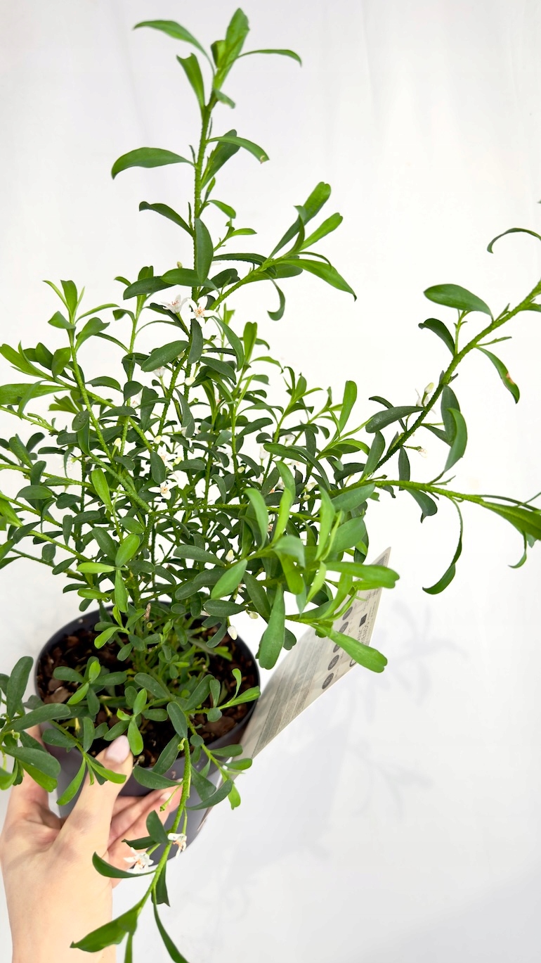 Eriostemon Flower Girl White