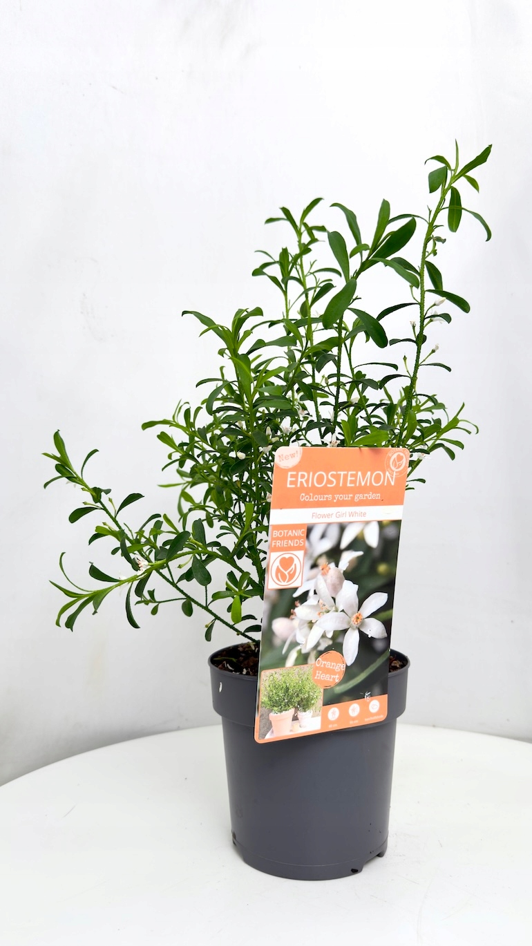 Eriostemon Flower Girl White